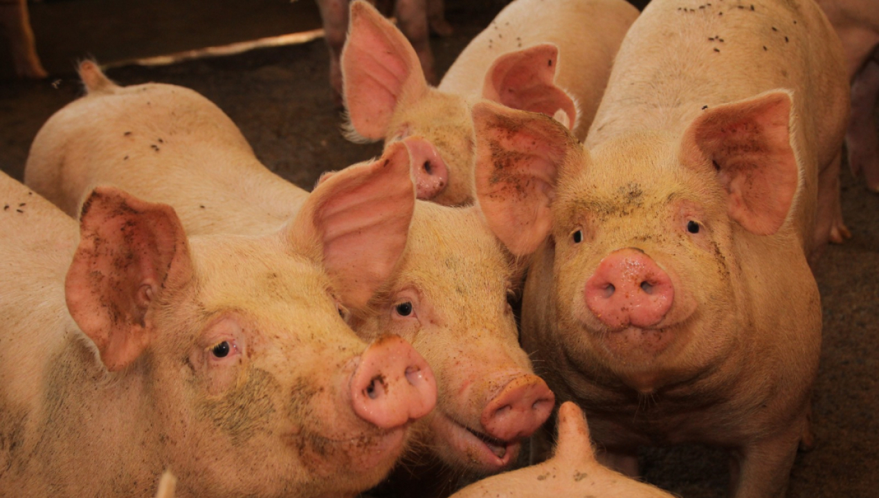 /sag-suspende-importaciones-de-productos-porcinos-desde-espana-por-brote-de