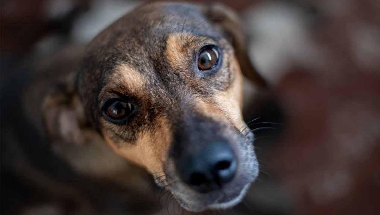 /local/adopta-con-amor-este-sabado-habra-jornada-de-mascotas-en-esfocar-puerto