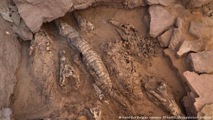 /egipto-encuentran-momias-de-cocodrilo-con-mas-de-mil-anos-de-antiguedad