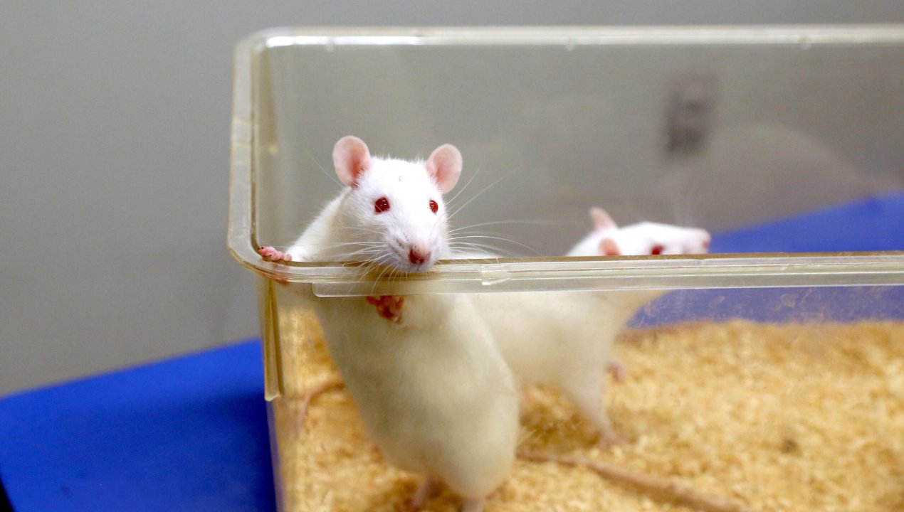 /equipo-cientifico-crea-ovulos-de-raton-con-celulas-masculinas-y-obtienen-crias-con-dos-padres