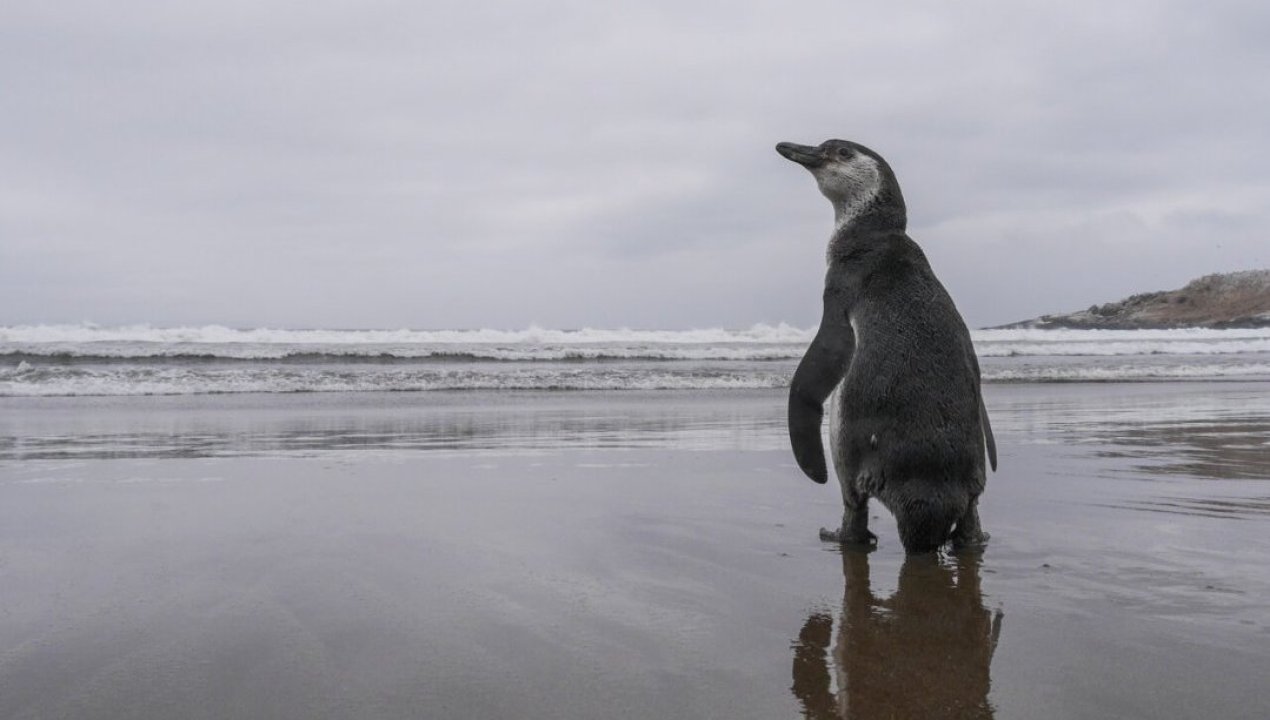 /actualidad/medio-ambiente/animales/lanzan-plan-de-preservacion-para-el-pinguino-de-humboldt