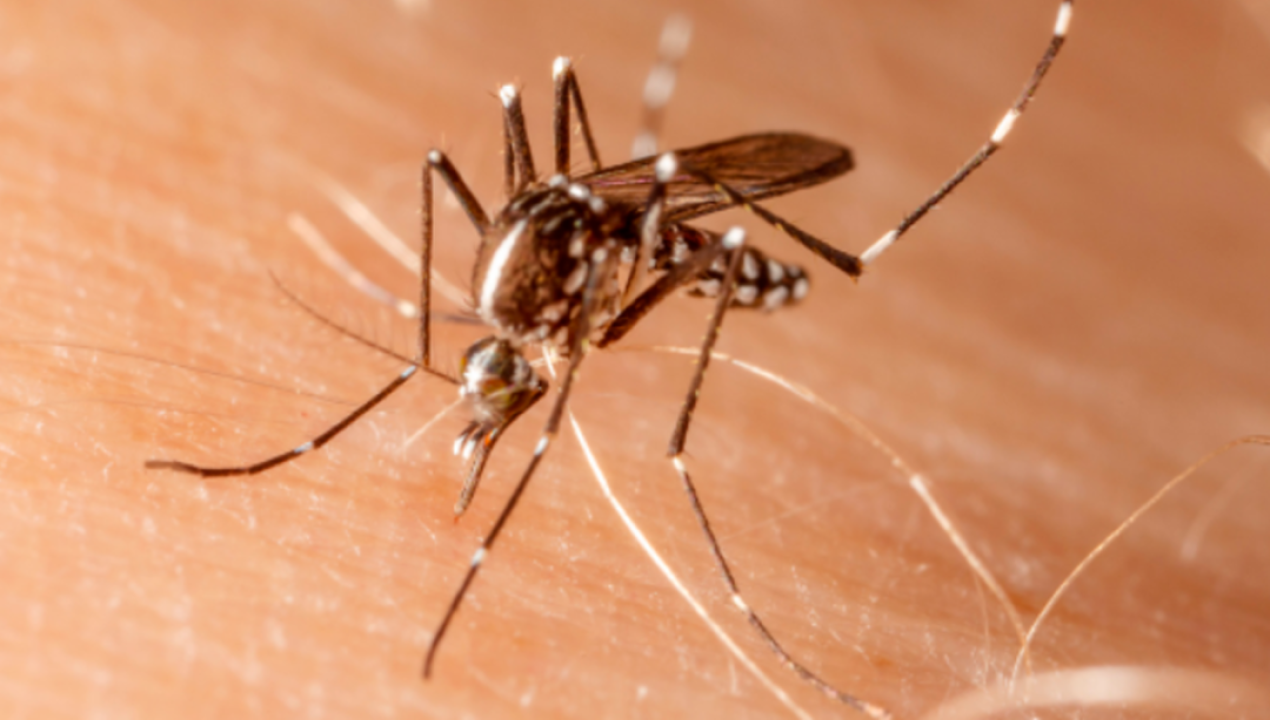 /regionales/region-de-valparaiso/confirman-presencia-de-mosquito-del-dengue-en-terminal-de-buses-de-los