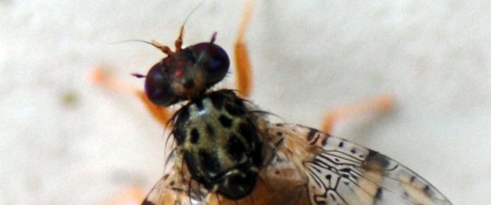 SAG inició campaña de erradicación de la mosca de la fruta tras detección de cuatro insectos en O’Higgins