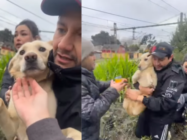 Encuentran a Lucía, la perrita que huyó tras la muerte de su dueño