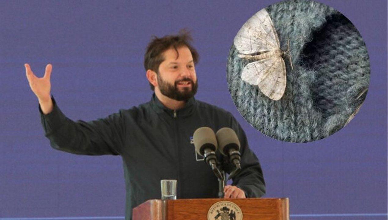 /actualidad/politica/polilla-complico-llegada-de-boric-al-pais