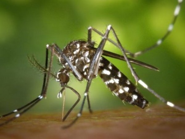 Detectan mosquito que transmite el dengue en Aeropuerto de Santiago y refuerzan vigilancia sanitaria