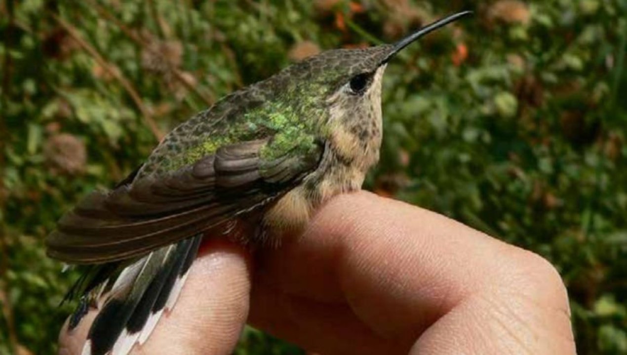 /regionales/region-de-arica-y-parinacota/avistamiento-de-picaflor-de-arica-hito-historico-tras-10-anos-de-ausencia