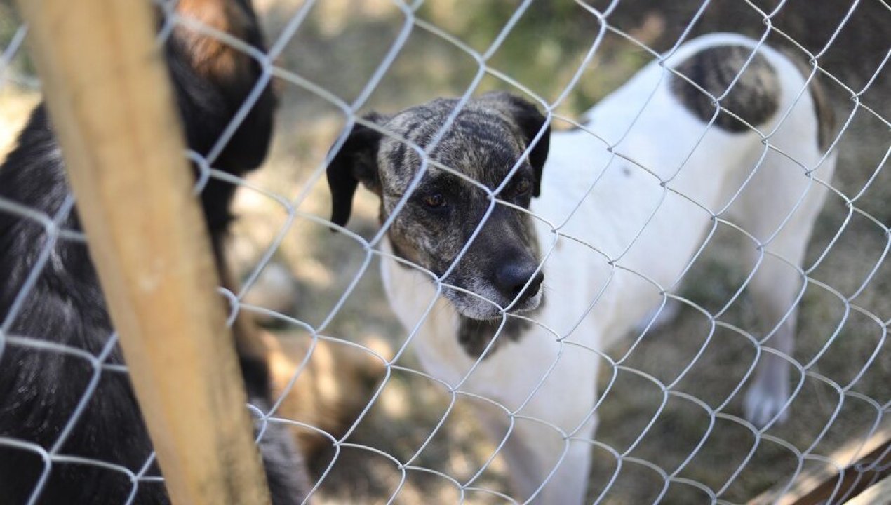 /regionales/region-de-los-lagos/tribunal-dicta-primera-condena-por-maltrato-animal-en-quellon