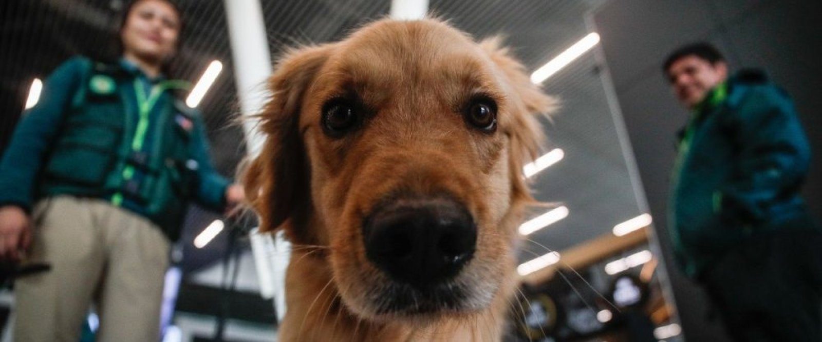 SAG exigirá microchip o tatuaje para el ingreso de perros y gatos a Chile