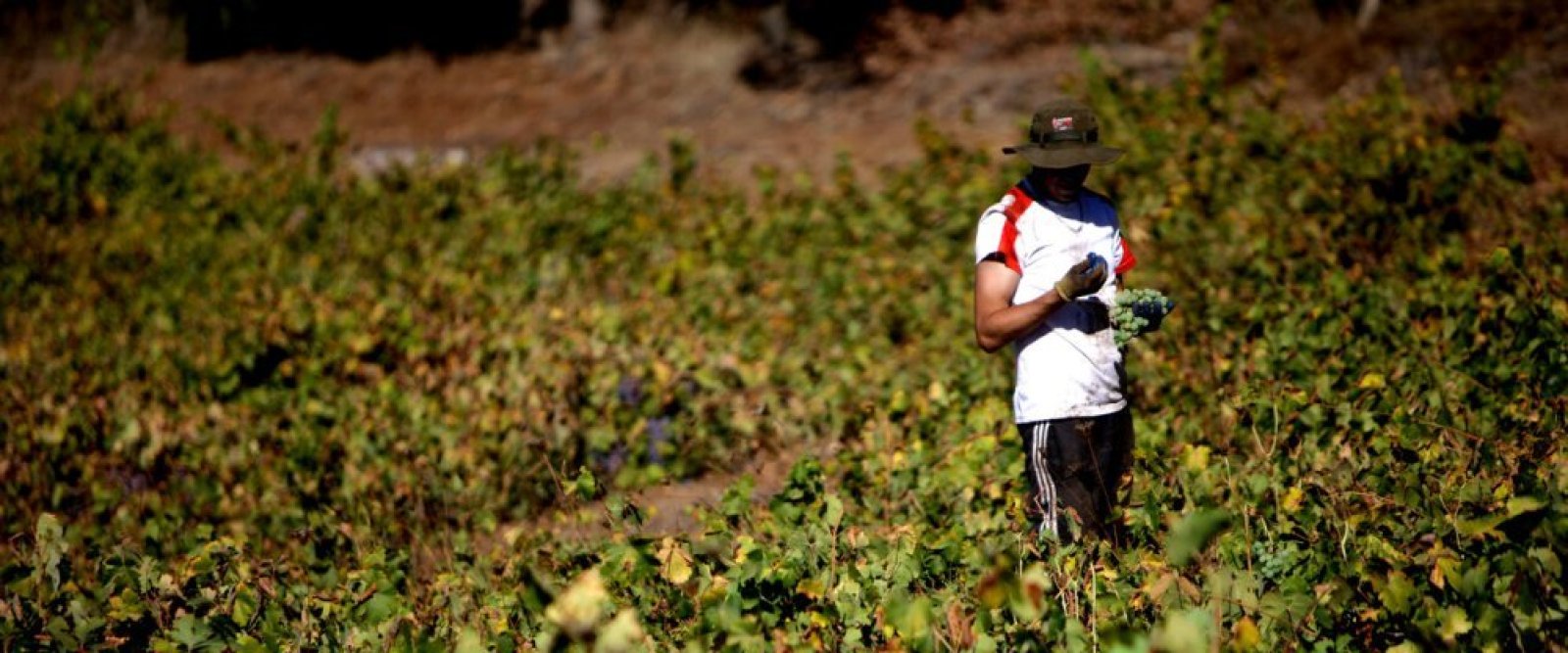 Migraciones y Agricultura modifican decreto para facilitar la contratación de temporeros
