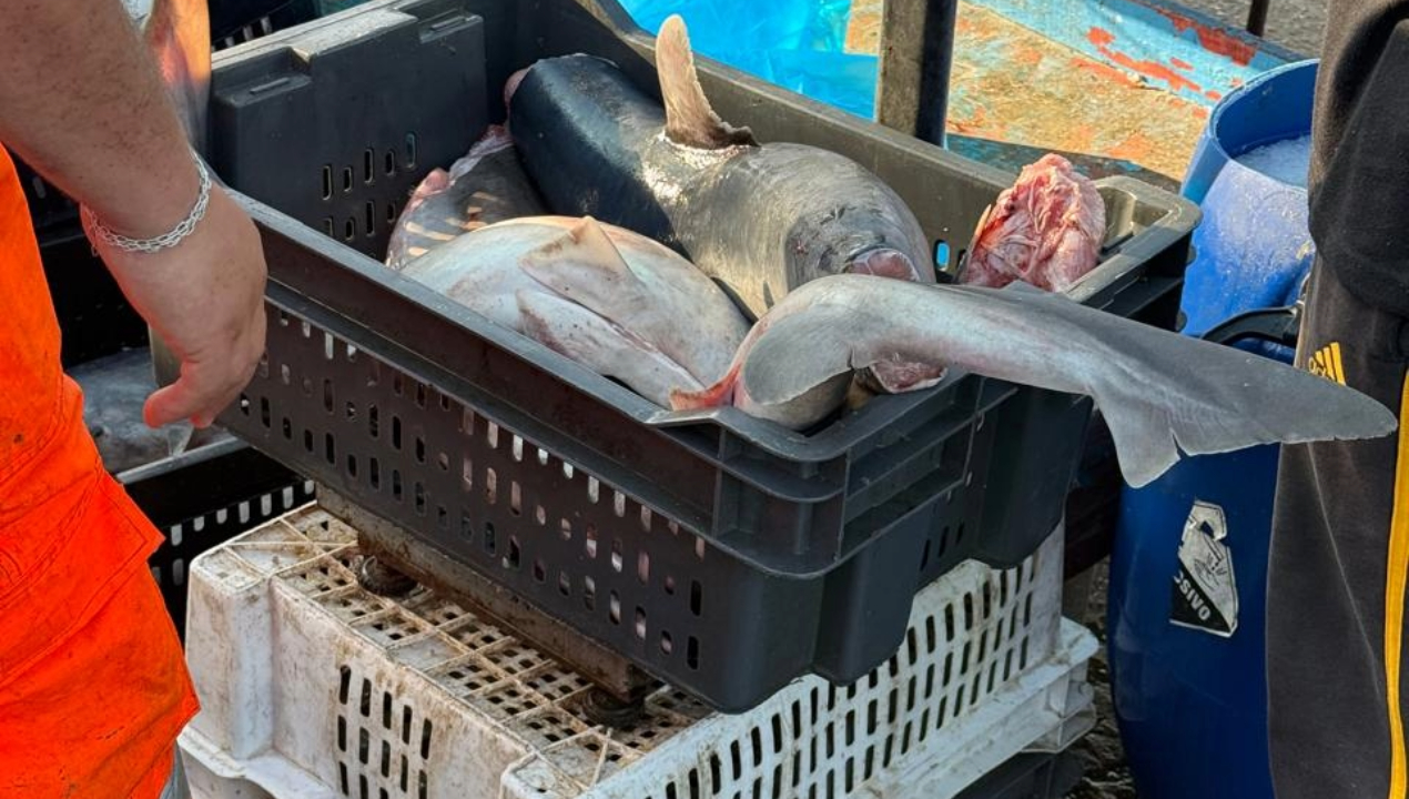 /investigadores-de-la-ua-alertan-sobre-critico-estado-de-tiburones-costeros